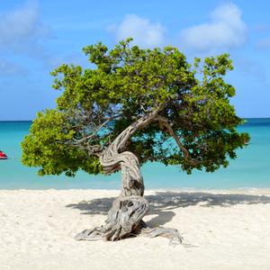 Aruba