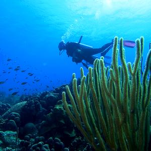 Bonaire