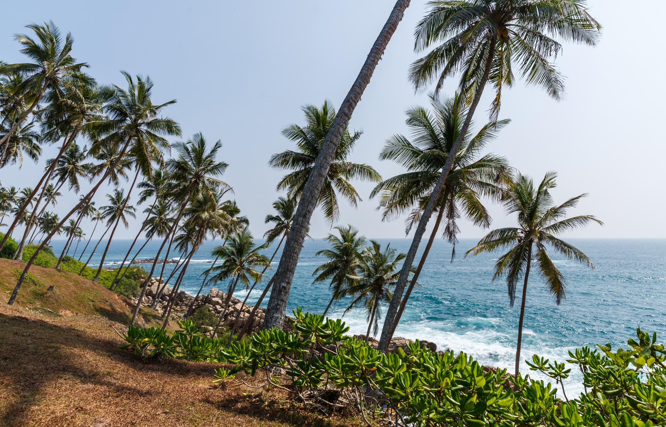 Пальмы шри ланки. Шри Ланка пальмы. Пляж с пальмами Мирисса. Остров с пальмами на Шри Ланке.