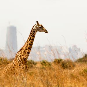 Nairobi