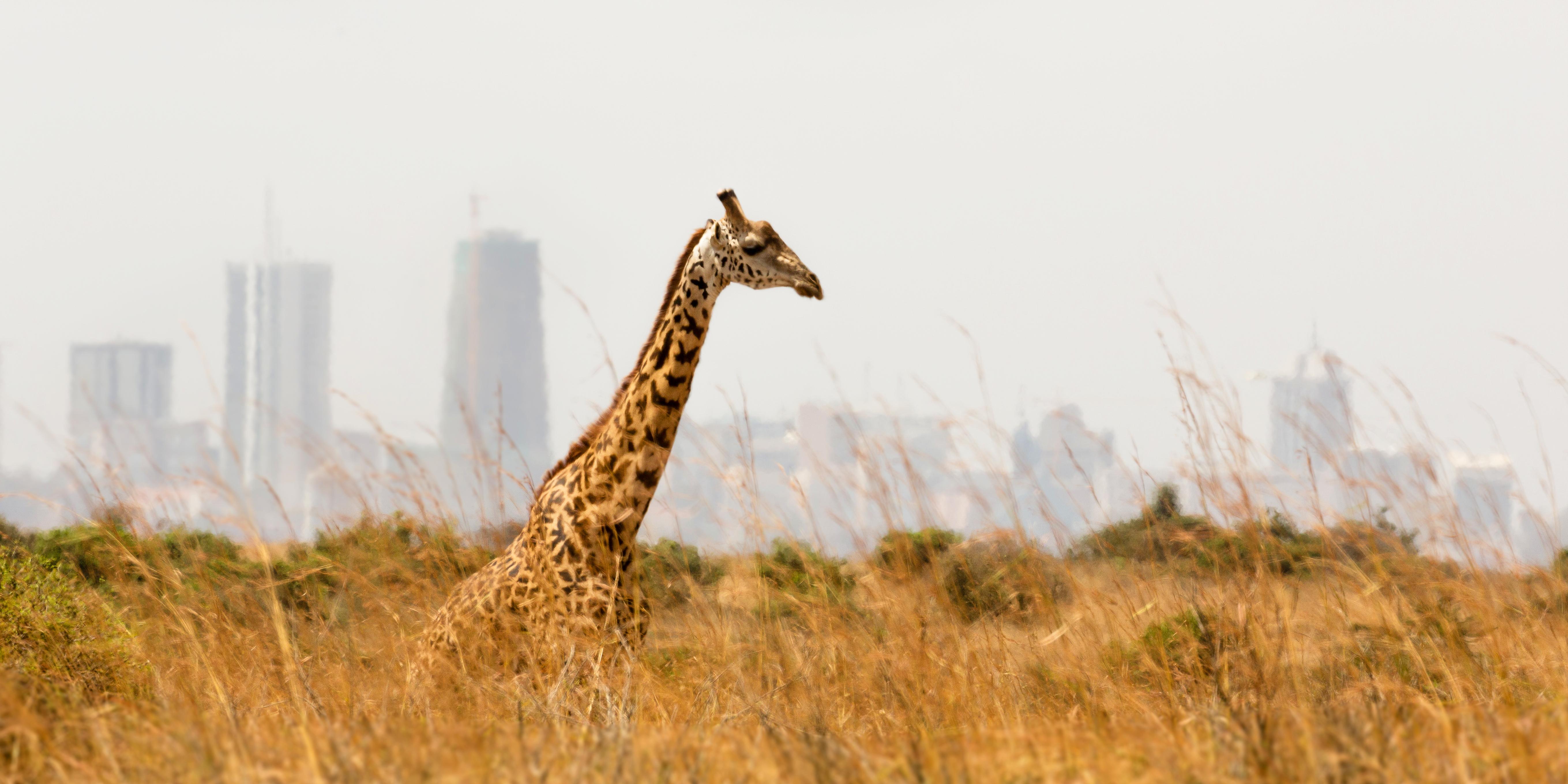 Praha – Nairobi